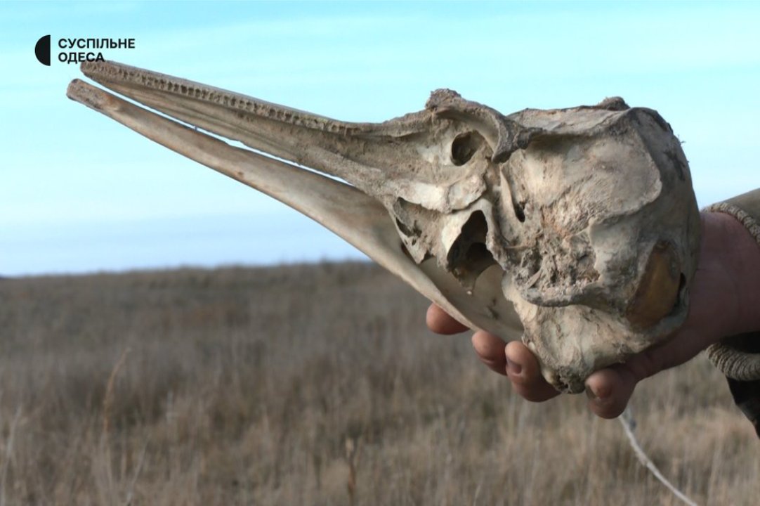 Russian war killed thousands of dolphins: apocalyptic photos from Odesa&hellip;